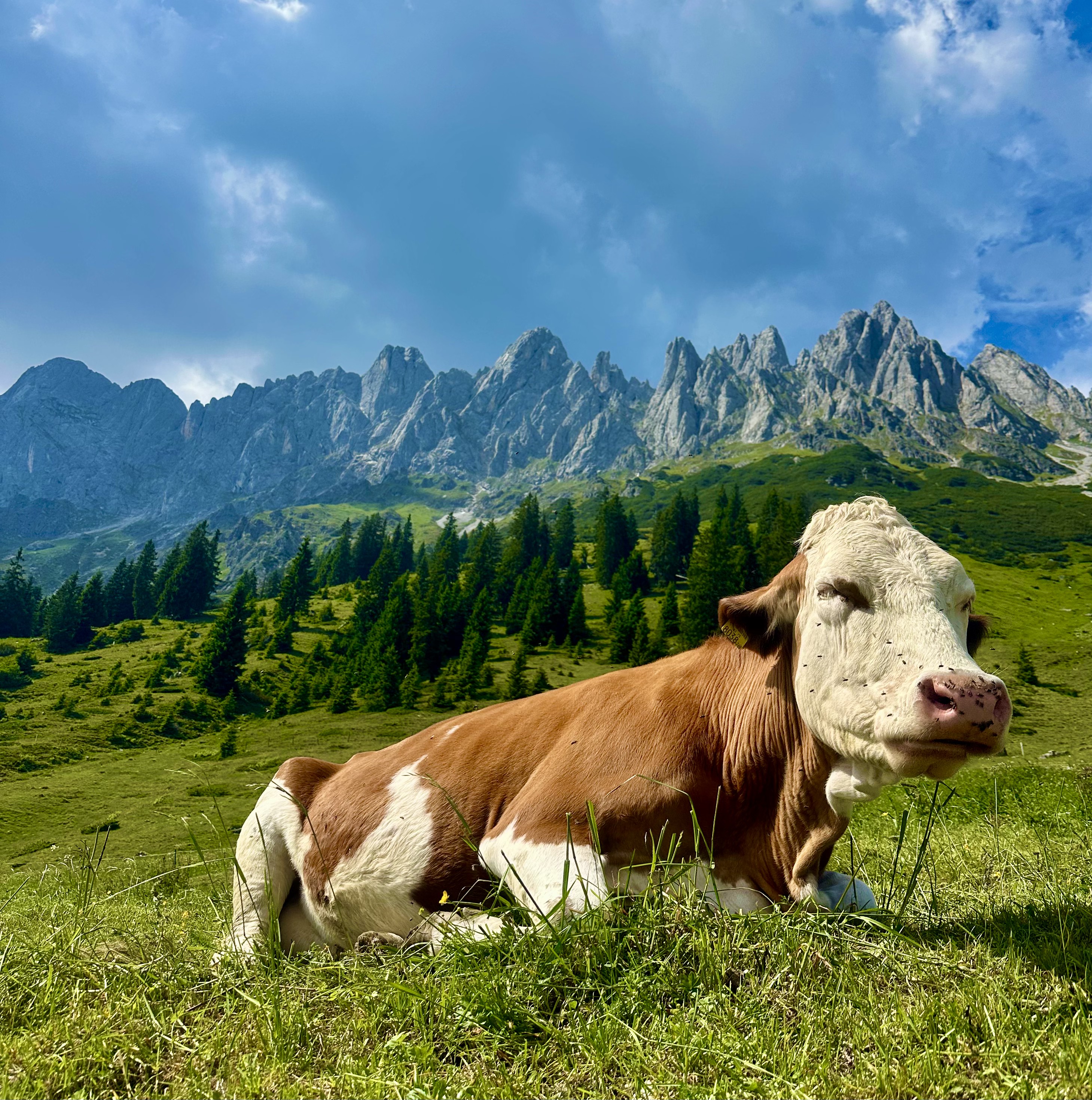 Vacă pe o pajiște alpină, cu crestele Dolomiților în fundal