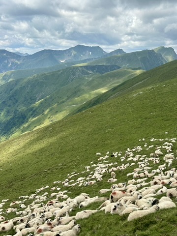 Turmă de oi pe un versant alpin