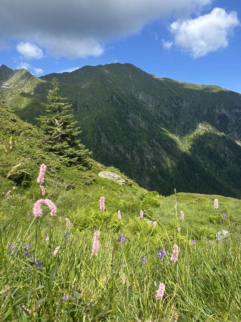 Flori de munte pe o poiană din Munții Făgăraș