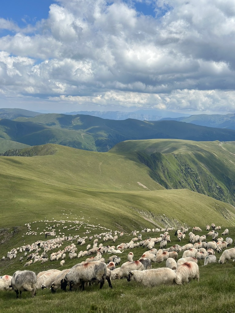 Turmă de oi pe golul alpin