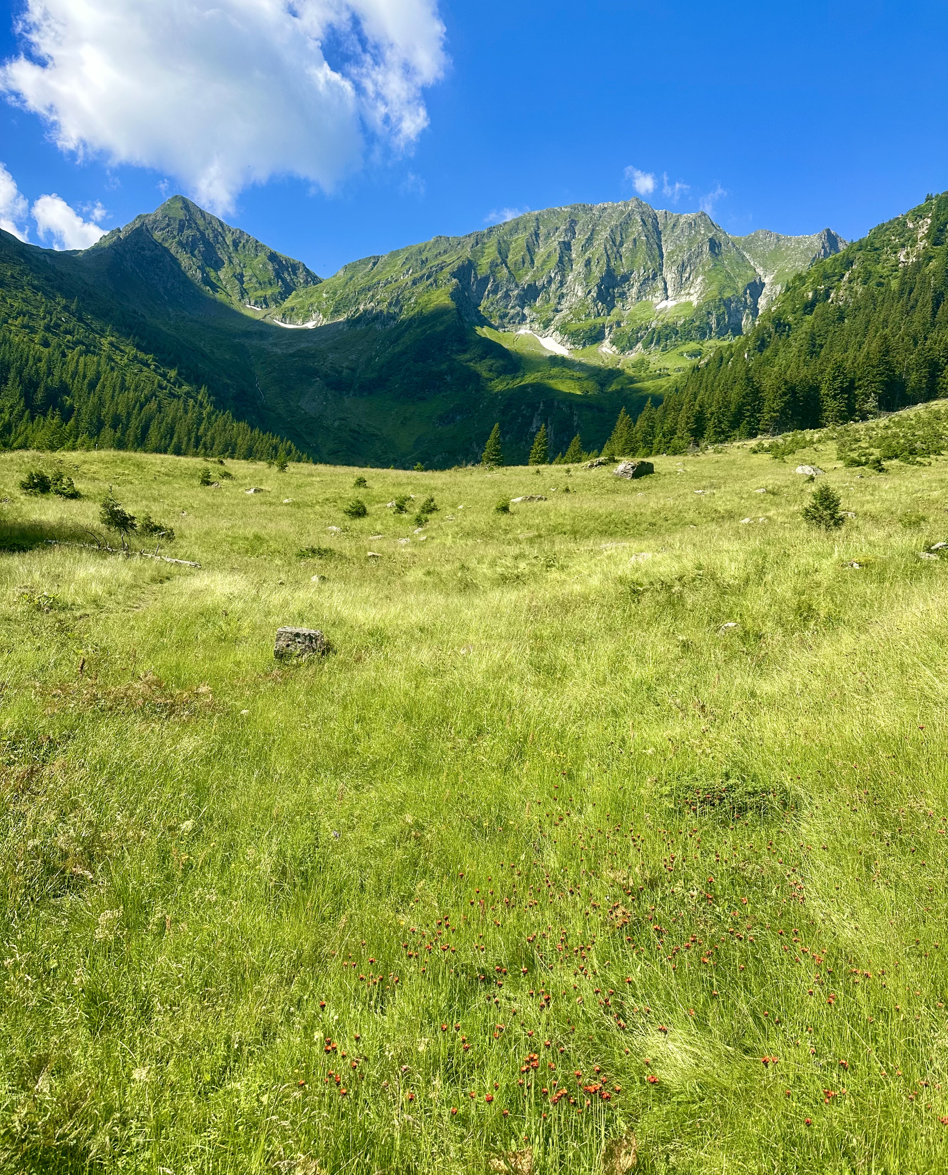 Peisaj montan de la începutul traseului spre Cabana Valea Sâmbetei